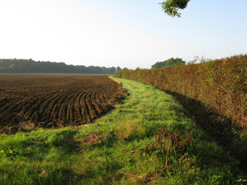 field